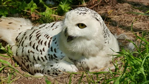 Owl sits on a nest Video stock 243001076