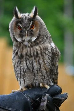 Owl sits on a persons hand while the background shows trees during daylight Stock Photos