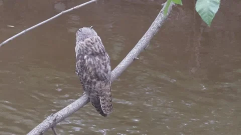 Owl sits on tree branch and turns its head, looking around. Stock Footage 280377653