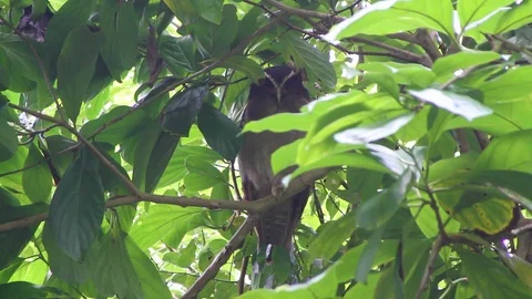 Owl sits in tree Stock Footage 88392356