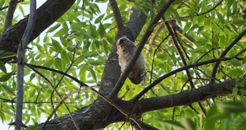 Owl Sitting On A Branch Among The Thick Leaves Stock Footage 199945877