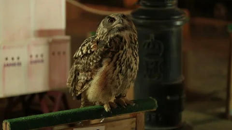 Owl  sitting on a branch and looking up  in  a medieval market 库存影片 61284094