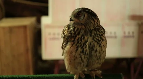 Owl sitting on a branch and looking around in  a medieval market 库存影片 61284236