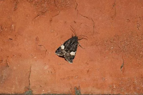 Owl sitting on a brick wall Foto stock