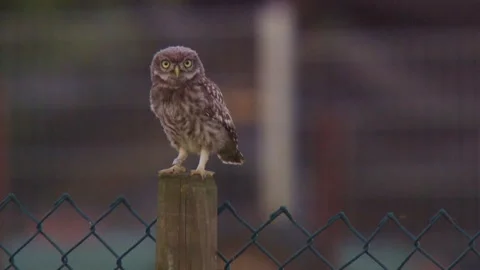 Owl sitting on fence post Stock Footage 314777192