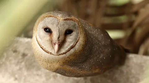 Owl sitting on the parapet Stock-Footage 25663451