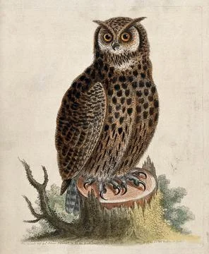 An owl sitting on the stump of a tree before a forest. coloured etching by .. Stock Illustration