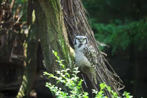 Owl sitting on a tree Stock Photos