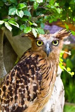 Owl sitting on the tree Stock Photos