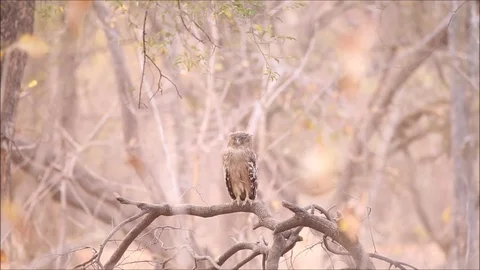 Owl sitting on tree quietly blinking eyes moving head and body Video stock 75614222