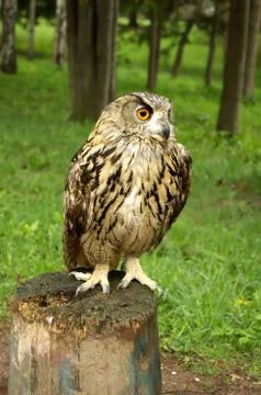 Owl  sitting on a tree stump Stock Photos