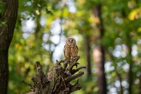 Owl sitting on uprooted tree root ina green forest. Long-eared owl in her Stock Photos