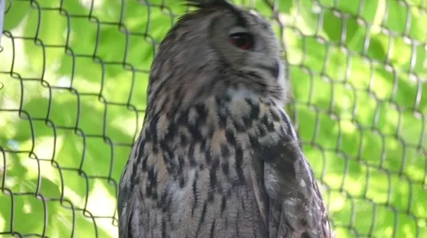 Owl sitting in the zoo behind the wire Video stock 66245690