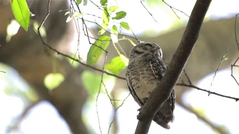 Owl sleeping on a tree. Stock Footage 98638086