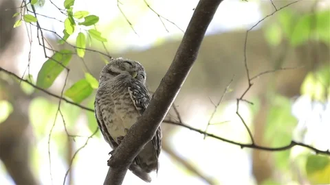 Owl sleeping on a tree. Stock Footage 98638104