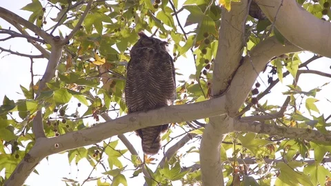 Owl Sleeps (1) Stock Footage 89678345