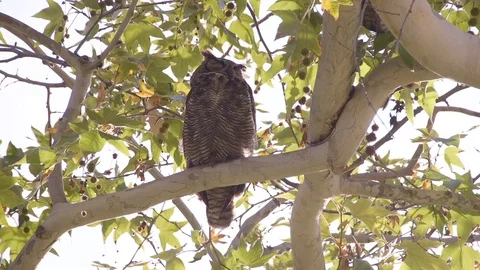 Owl Sleeps (2) Stock Footage 89678916