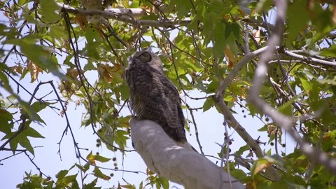 Owl Sleeps (3) Stock Footage 89603009