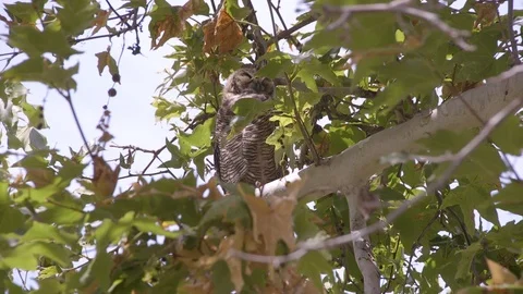 Owl Sleeps (4) Stock Footage 89602779