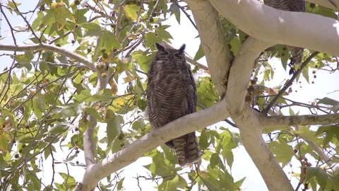 Owl Sleeps With One Eye Open Stock Footage 89604814