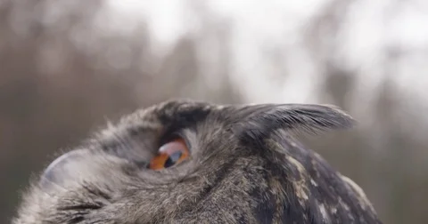 Owl in Slow Motion Eule in Zeitlupe Close up Stock-Footage 76398267