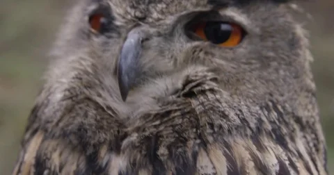 Owl in Slow Motion Eule in Zeitlupe Close up Stock-Footage 76398352