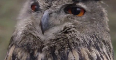 Owl in Slow Motion Eule in Zeitlupe Stock-Footage 76398381