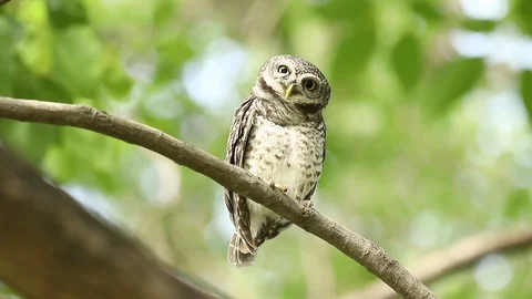 Owl, Spotted owlet(Athene brama) looking at in nature Stock Footage