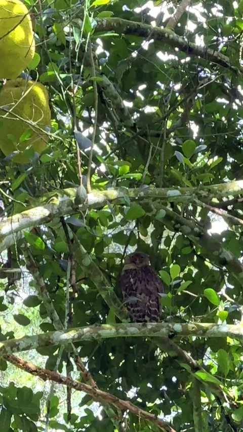 An owl spotted sitting on a jackfruit tree in the backyard of a resort Stock Footage 341859448