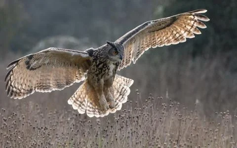 Owl Spread Wings Stock Photos