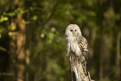Owl in spring forest. Ural owl, Strix uralensis, perched on tree branch in fo Stock Photos