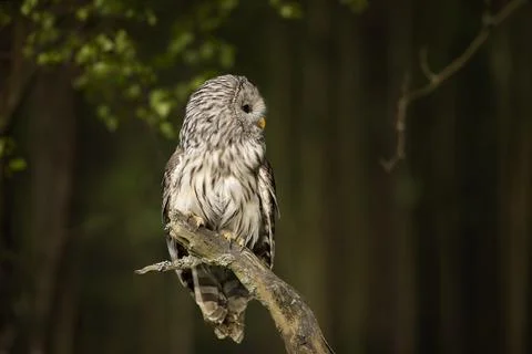 Owl in spring forest. Ural owl, Strix uralensis, perched on tree branch in fo Stock Photos
