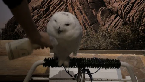 Owl sprinkled with fresh water Stock Footage 104516640