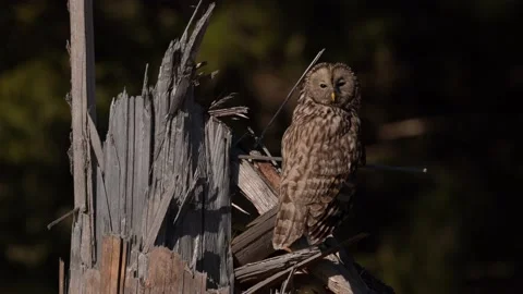 Owl in the spruce tree forest habitat, Sumava NP,  Czech Republic. Ural Owl, Str Stockbeeldmateriaal 174639632