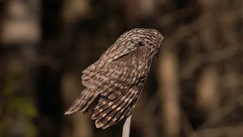 Owl in the spruce tree forest habitat, Sumava NP,  Czech Republic. Ural Owl, Str Vídeos de archivo 174639754