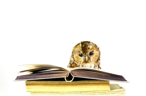 Owl at a stack of books Stock Photos