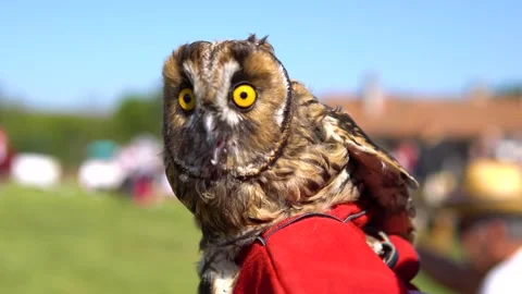Owl stand on the arm Stock Footage 139522670