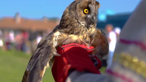 Owl stand on the arm Stock Footage 139756839