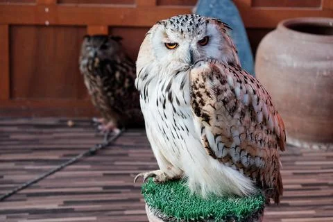 Owl standing on the grass tree stamp in zoo with soft focus Stock Photos