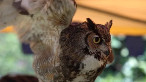 OWL STANDING ON A LEATHER GLOVE Video stock 106917460