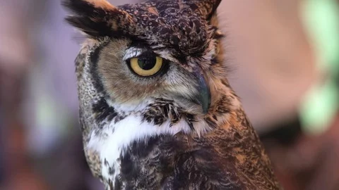 OWL STANDING ON A STICK Stock Footage 106917684