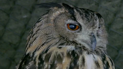 Owl Stands in a Nature in Close-up Stock Footage 64965491