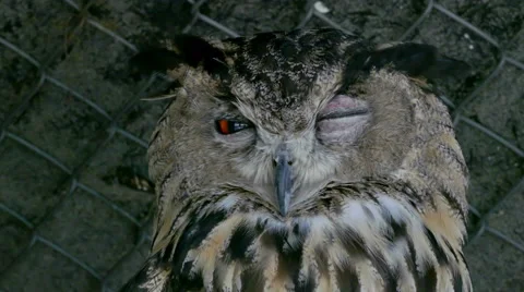 Owl Stands in a Nature in Close-up Stock Footage 64981648