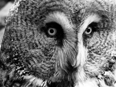 Owl stare at camera close up Foto stock
