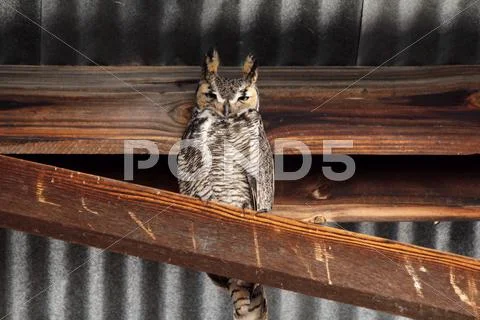Owl Stare Stock Photos