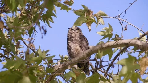 Owl Stares (1) Stock Footage 89678523