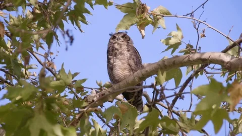 Owl Stares (2) Stock Footage 89679028