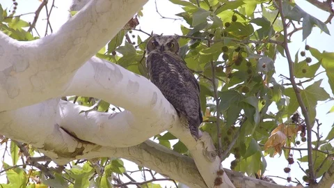 Owl Stares Intensely (1) Stock Footage 89644258