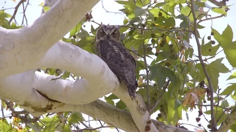 Owl Stares Intensely (2) Stock Footage 89642935
