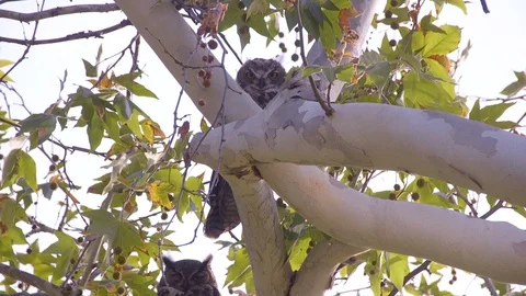Owl Stares Through Tree Branches Stock Footage 89679595